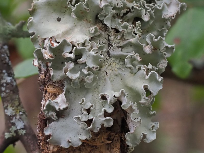 Pacific Parmotrema Lichen