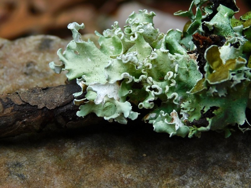 Pacific Parmotrema Lichen photo 2
