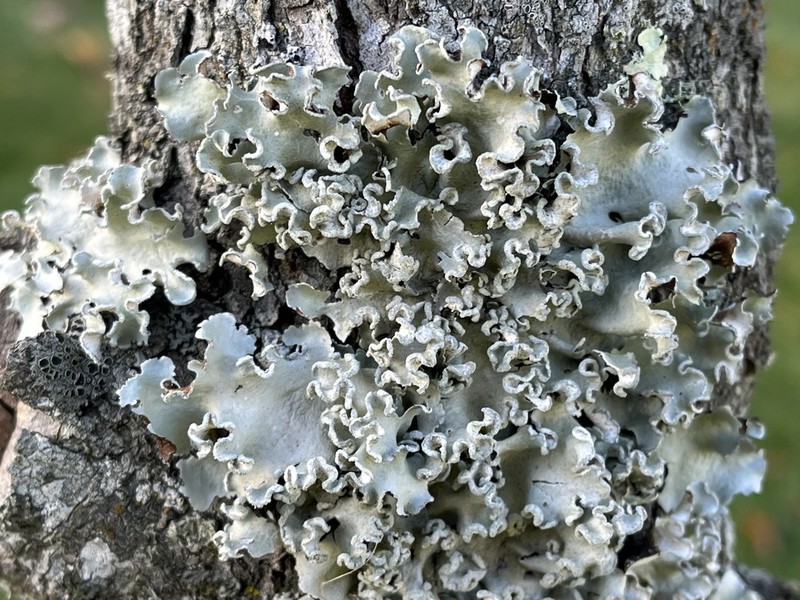 Pacific Parmotrema Lichen photo 3