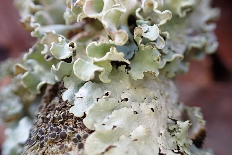 Pacific Parmotrema Lichen photo 4
