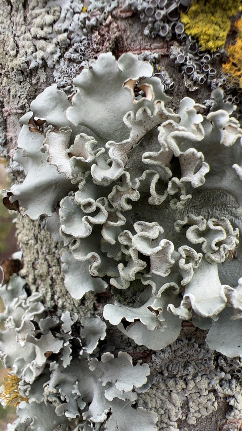 Pacific Parmotrema Lichen photo 5