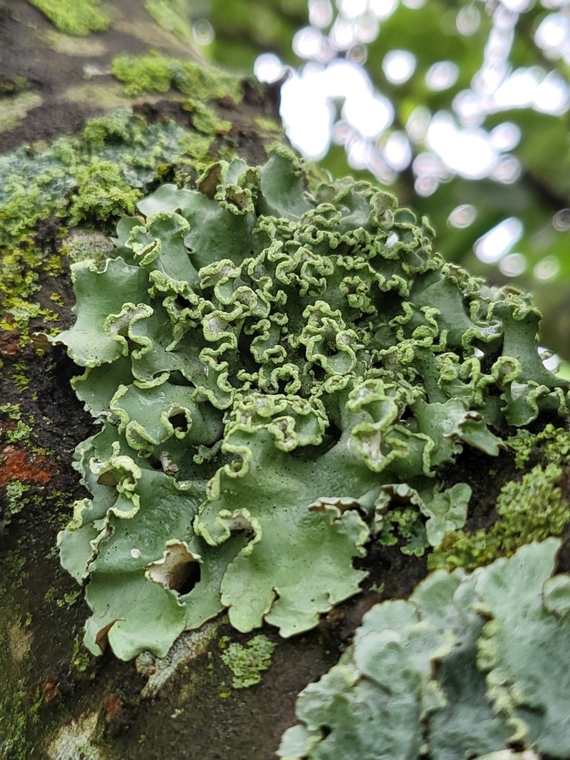 Pacific Parmotrema Lichen photo 6