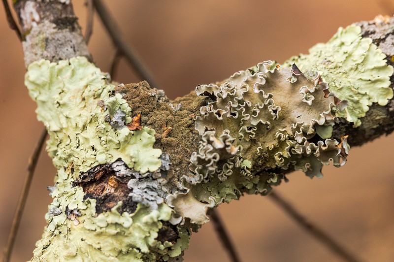 Pacific Parmotrema Lichen photo 7
