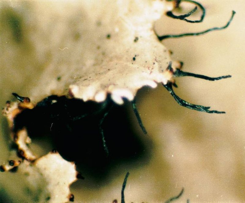 Chinese Parmotrema Lichen