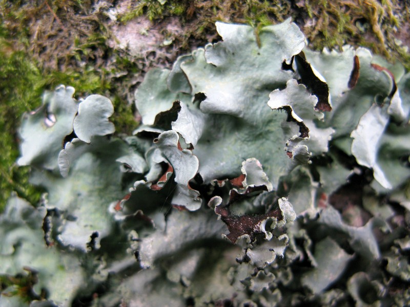 Chinese Parmotrema Lichen
