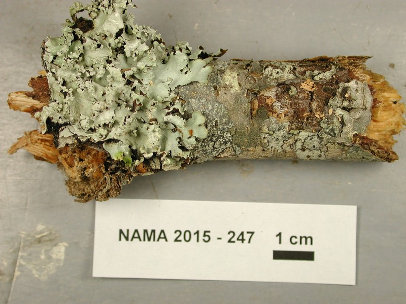 Chinese Parmotrema Lichen photo 2