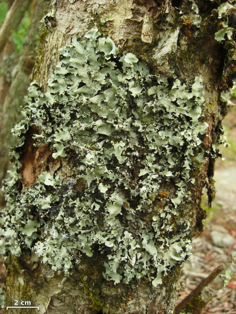 Chinese Parmotrema Lichen photo 3