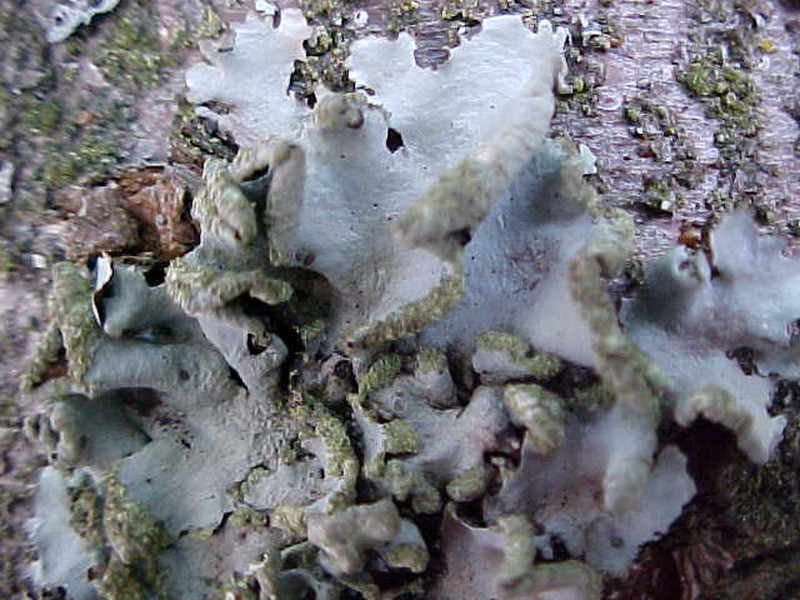 Chinese Parmotrema Lichen photo 4