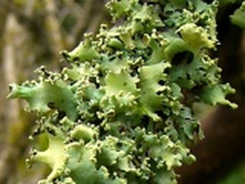 Chinese Parmotrema Lichen photo 5