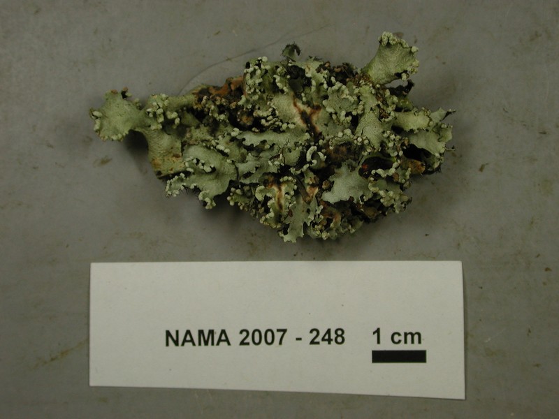 Chinese Parmotrema Lichen photo 7