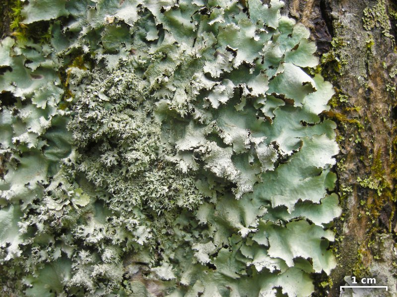 Parmotrema Lichen