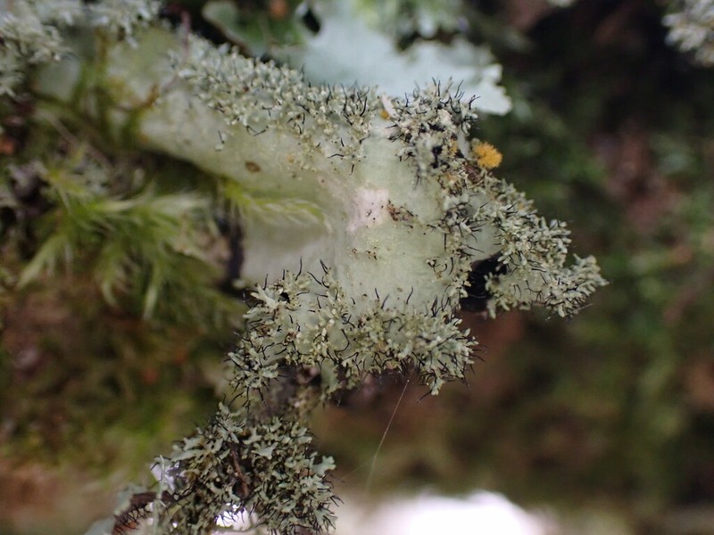 Parmotrema Lichen