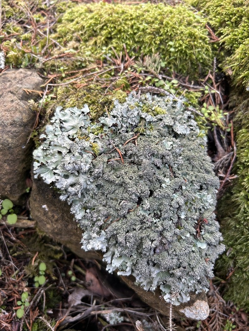 Parmotrema Lichen photo 2