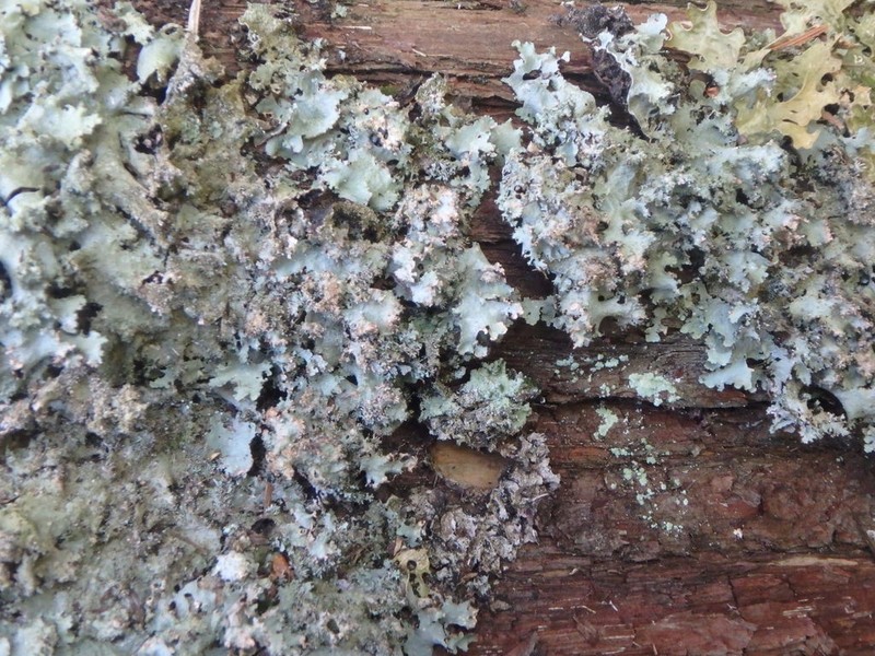 Parmotrema Lichen photo 3