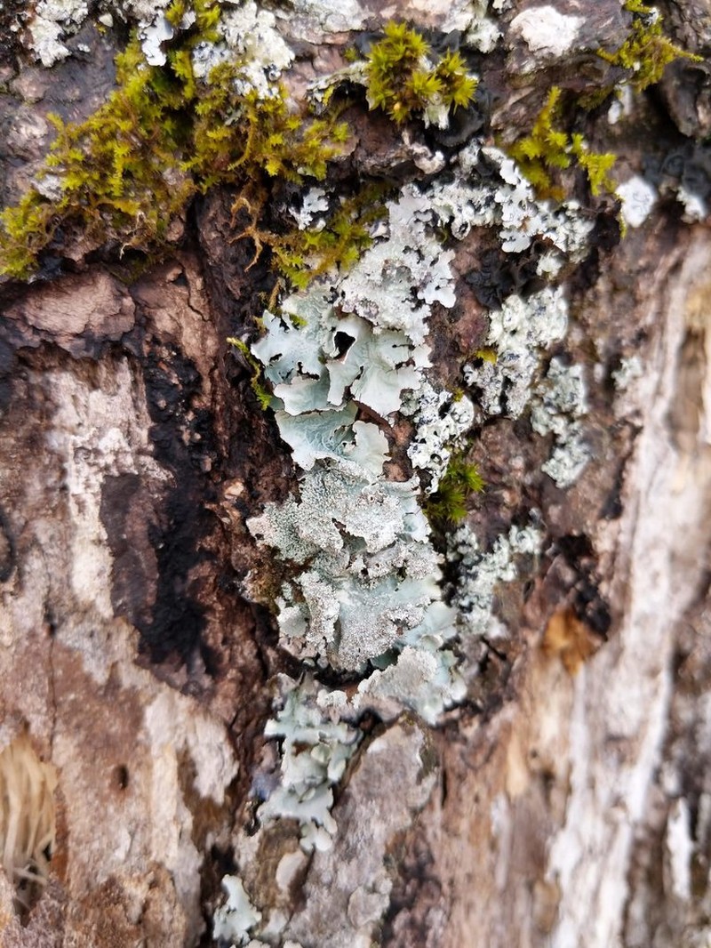 Parmotrema Lichen photo 4