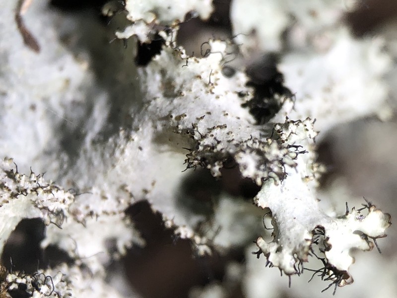 Parmotrema Lichen photo 5