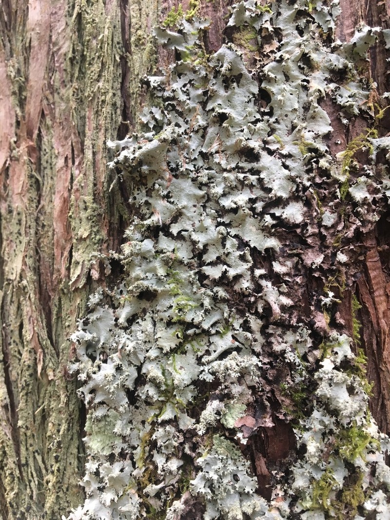 Parmotrema Lichen photo 6