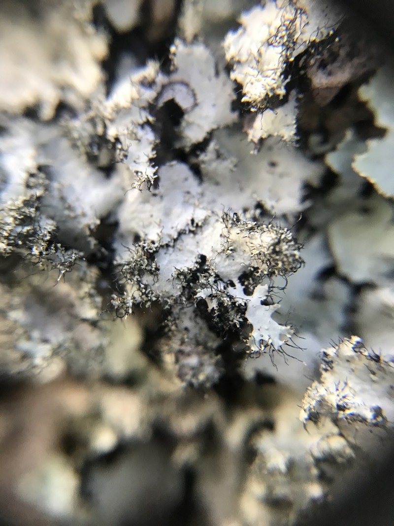 Parmotrema Lichen photo 7