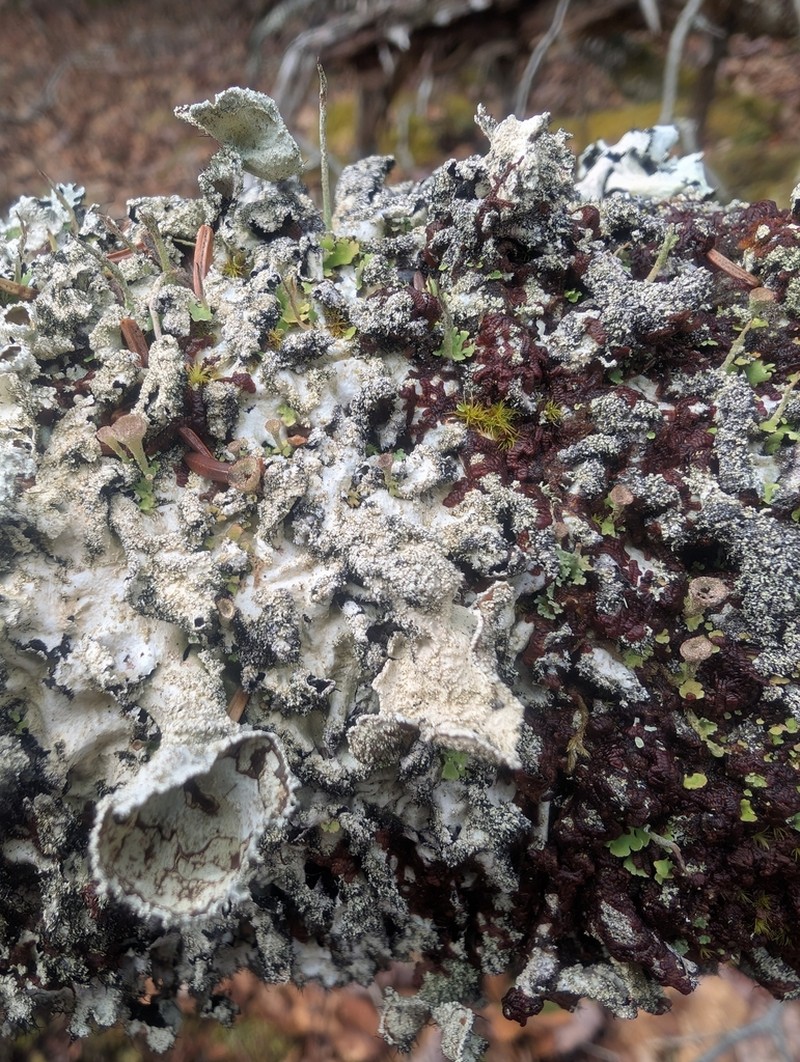 Parmotrema Lichen photo 8