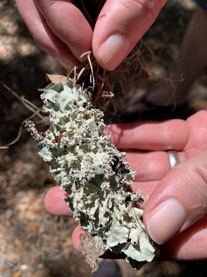 Parmotrema Lichen