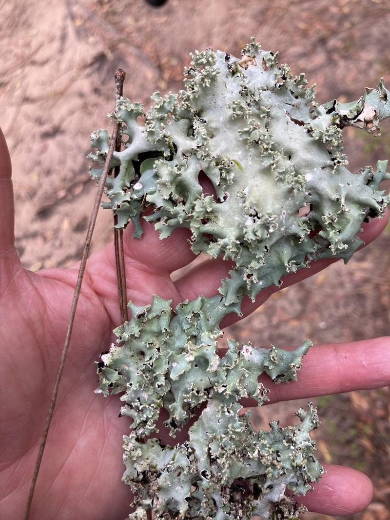 Parmotrema Lichen photo 2