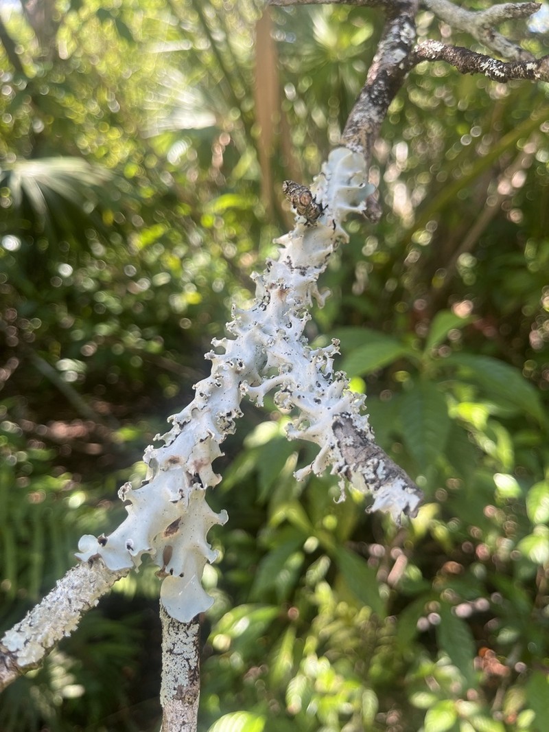Parmotrema Lichen photo 3