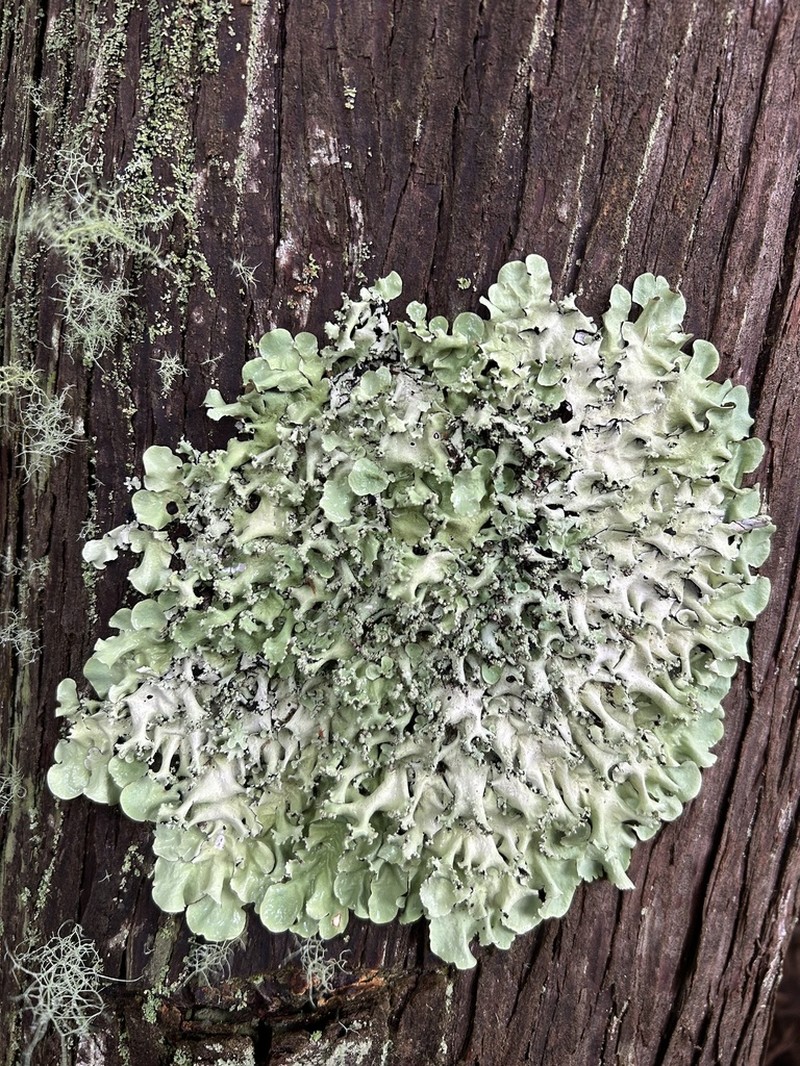 Parmotrema Lichen photo 4