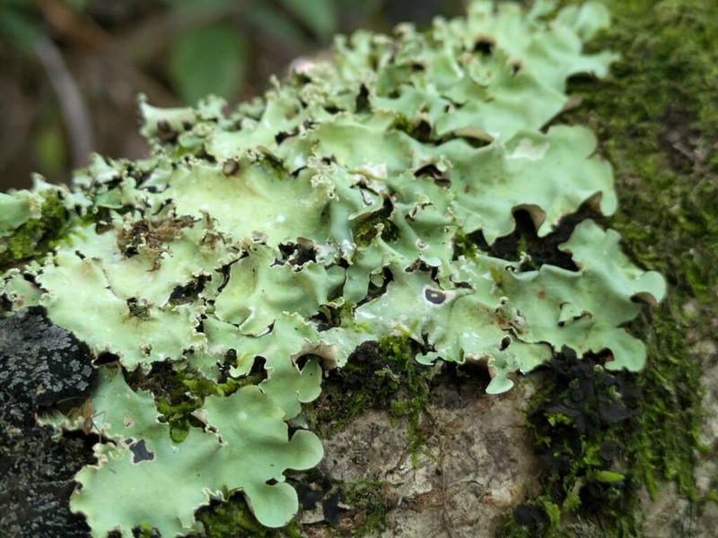 Parmotrema Lichen photo 5