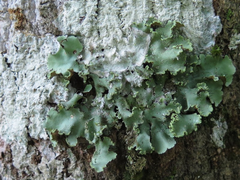 Parmotrema Lichen photo 6