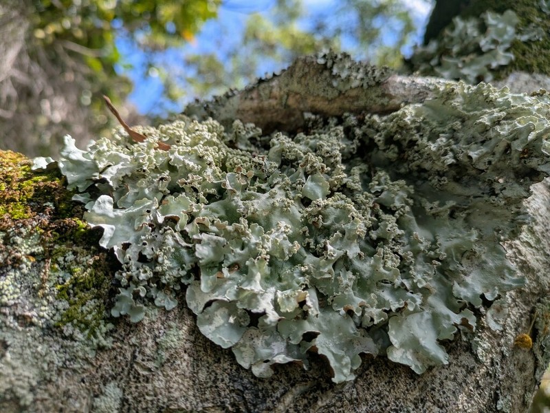 Parmotrema Lichen photo 7