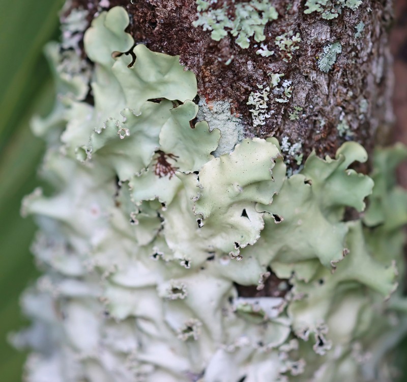 Parmotrema Lichen photo 8