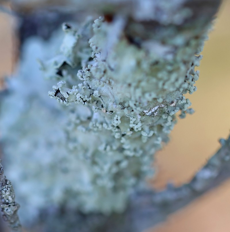 Parmotrema Lichen