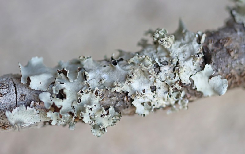 Parmotrema Lichen photo 2