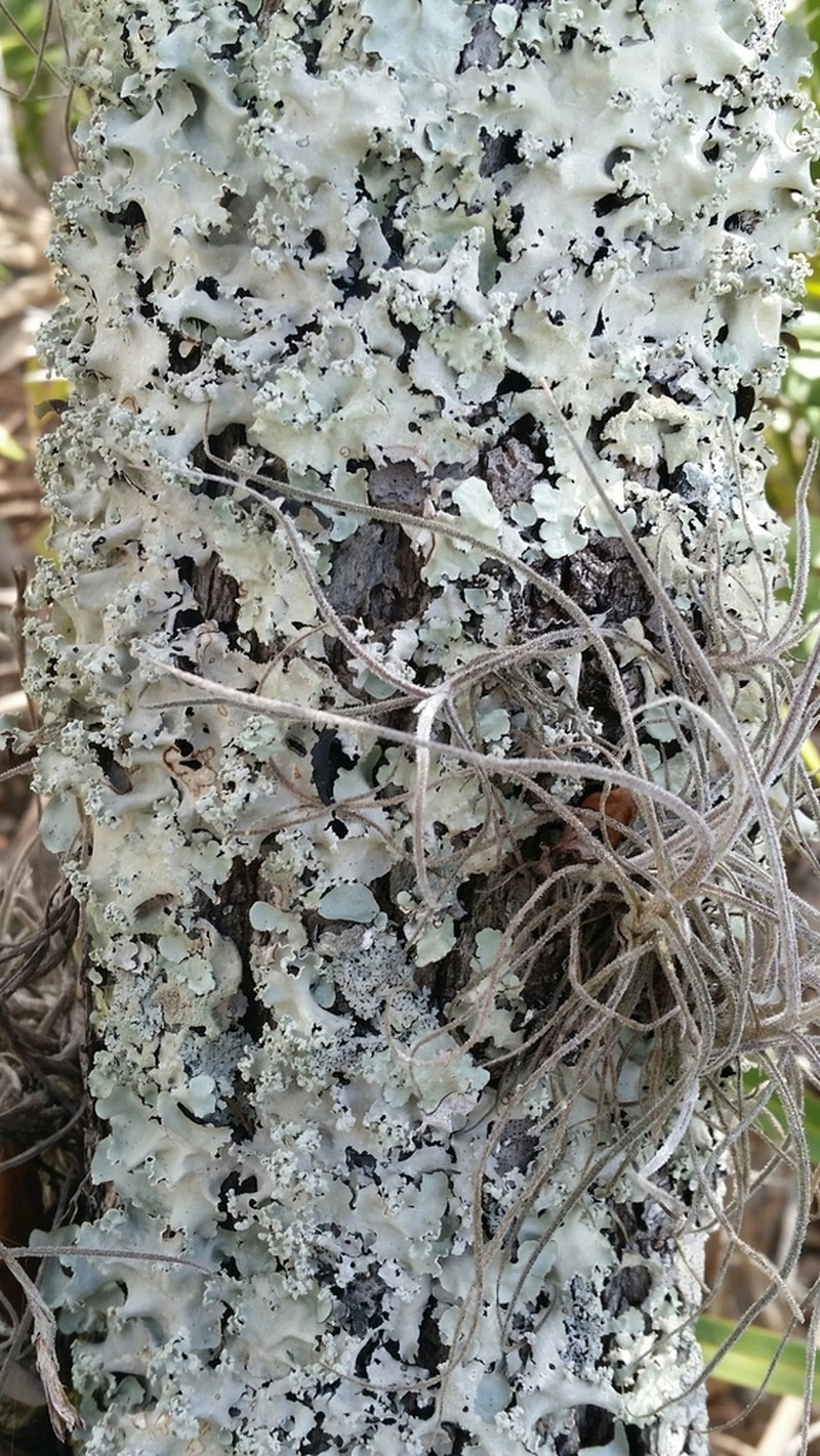 Parmotrema Lichen photo 3
