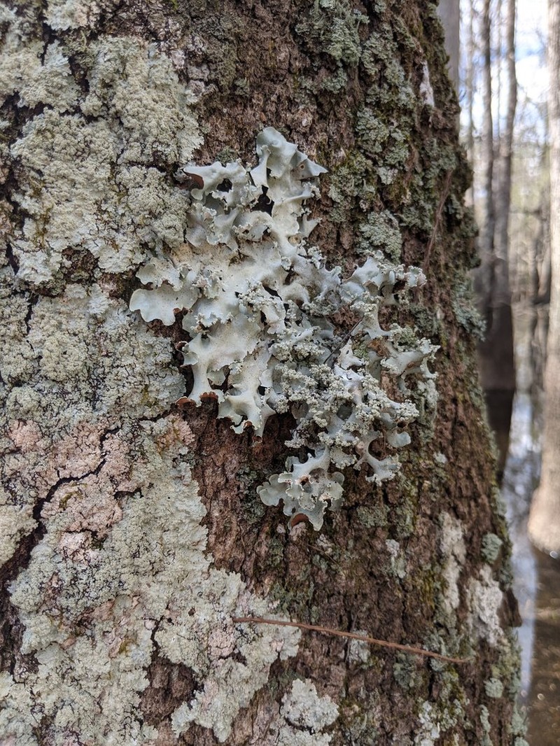 Parmotrema Lichen photo 4