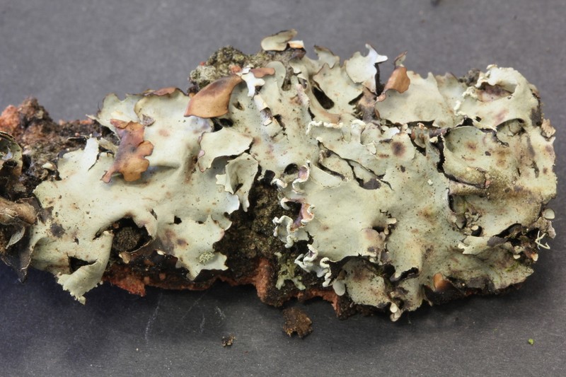 Parmotrema Lichen photo 5