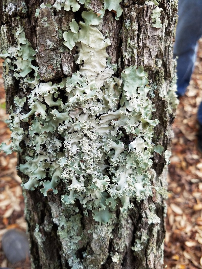 Parmotrema Lichen photo 6