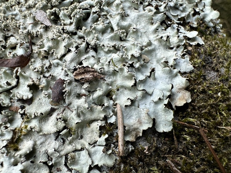 Parmotrema Lichen photo 7