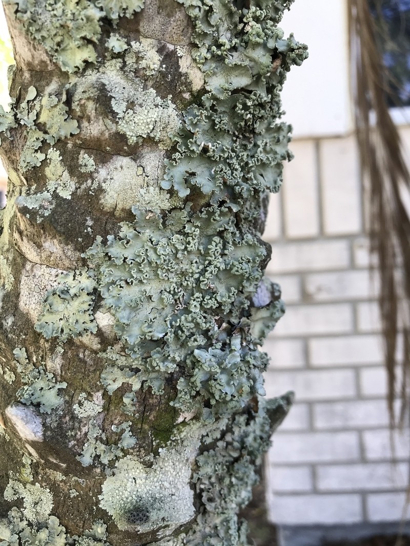 Parmotrema Lichen photo 8