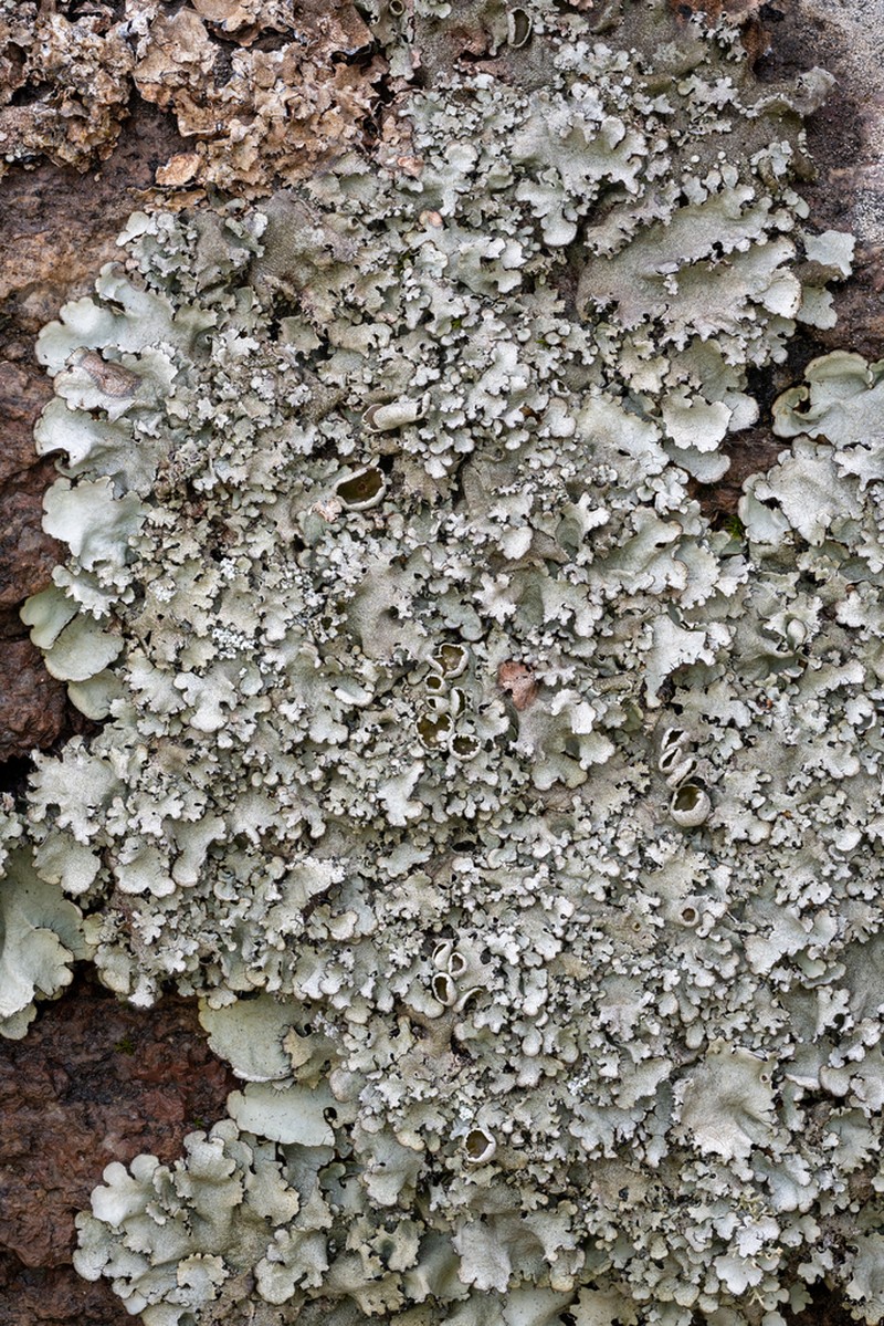 Parmotrema Lichen