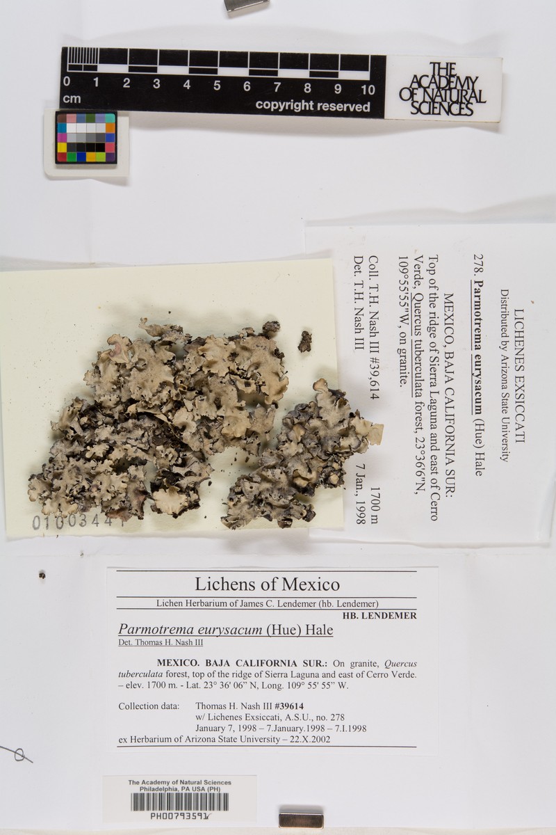 Parmotrema Lichen photo 4
