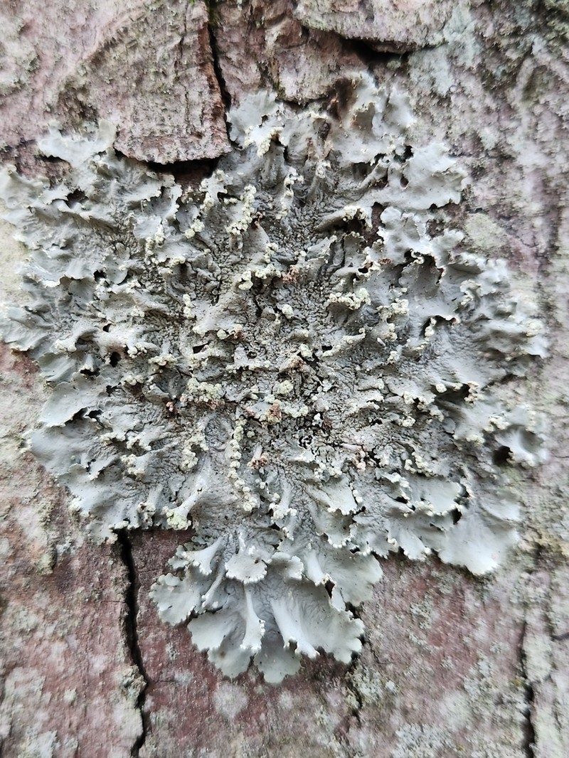 Parmotrema gardneri photo 2