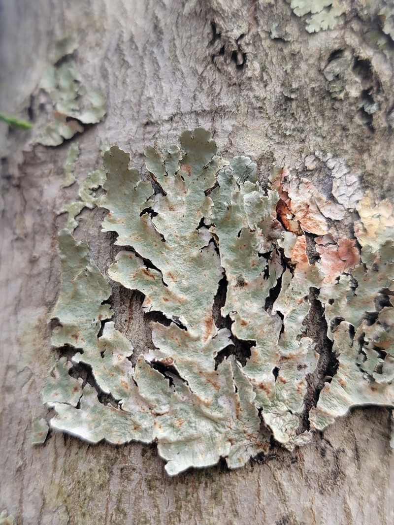 Parmotrema gardneri photo 4