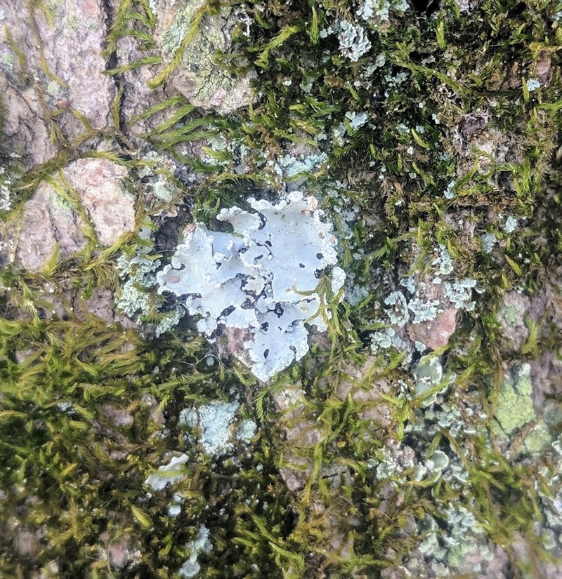 Parmotrema gardneri photo 6