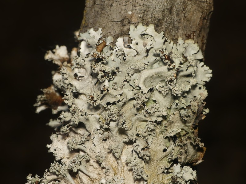 Parmotrema gardneri photo 7
