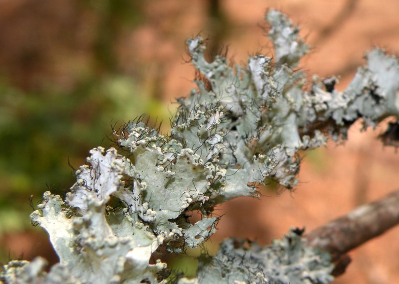 Parmotrema Lichen