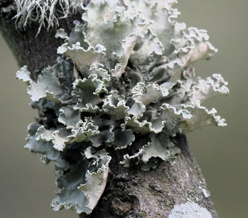 Parmotrema Lichen photo 2