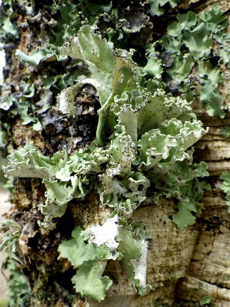 Parmotrema Lichen photo 3