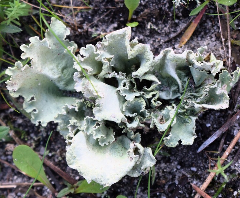 Parmotrema Lichen photo 4