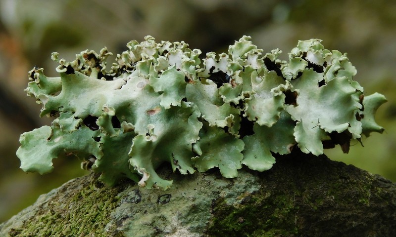 Parmotrema Lichen photo 5